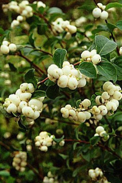 Sneeuwbes (Symphoricarpos Doorenbosii 'White Hedge')