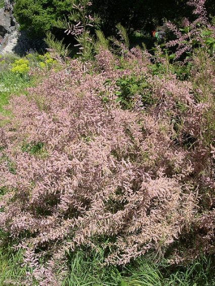 Tamarisk (Tamarix Parviflora)