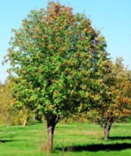Lijsterbes (Sorbus Aucuparia 'Edulis')