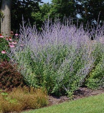 Reuzenlavendel (Perovskia Atriplicifolia)