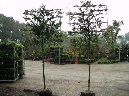 Laurier Als Leiboom (Prunus Laurocerasus 'Caucasica')