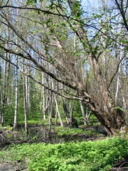 Zwarte Els, Bosplantsoen (Alnus Glutinosa)