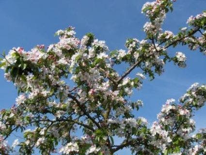 Sierappel (Malus 'Professor Sprenger')