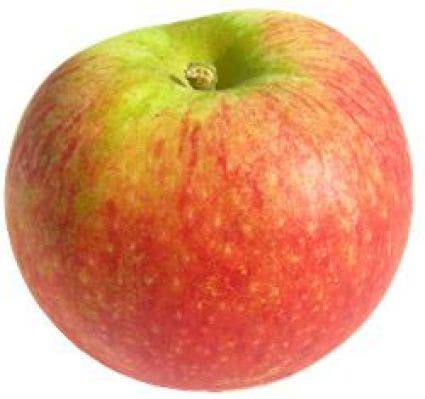 Appelboom (Malus Domestica 'Alkmene')