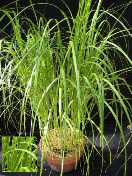 Slijkgras (Spartina Pectinata 'Aureomarginata')
