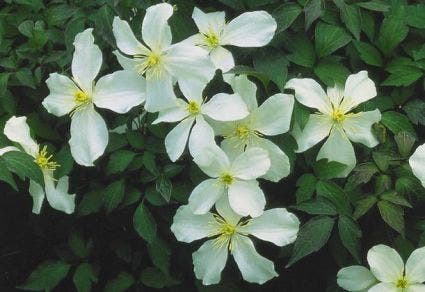 Bosrank (Clematis Montana 'Grandiflora')