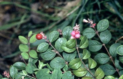 Sneeuwbes (Symphoricarpos Chenaultii 'Hancock')