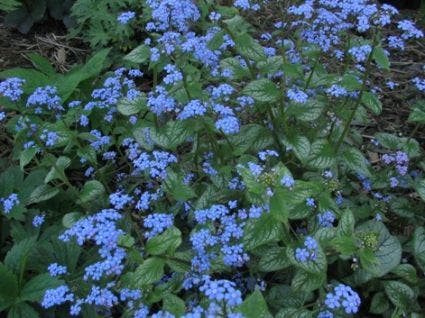 Kaukasische Vergeet-mij-niet (Brunnera Macrophylla 'Jack Frost')