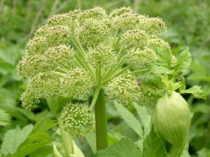 Engelwortel (Angelica Archangelica)