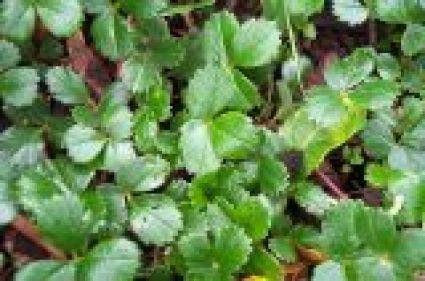 Aardbei (Fragaria Chiloensis 'Chaval')