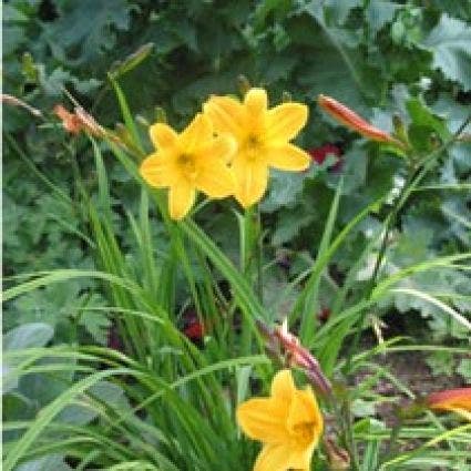 Daglelie (Hemerocallis 'Golden Chimes')