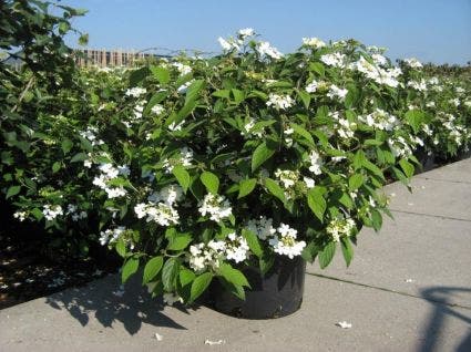 Sneeuwbal (Viburnum Plicatum 'Summer Snowflake')