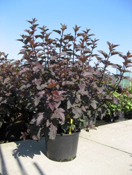Blaasspirea (Physocarpus Opulifolius 'Diabolo')