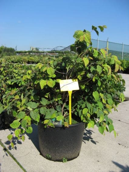Schijnhazelaar (Corylopsis Pauciflora)