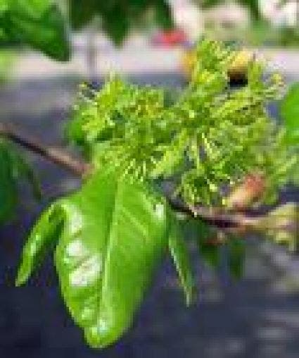 Spaanse Aak Als Leiboom (Acer Campestre)