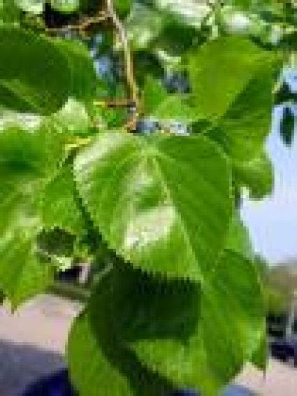 Lindeboom (Tilia Platyphyllos)