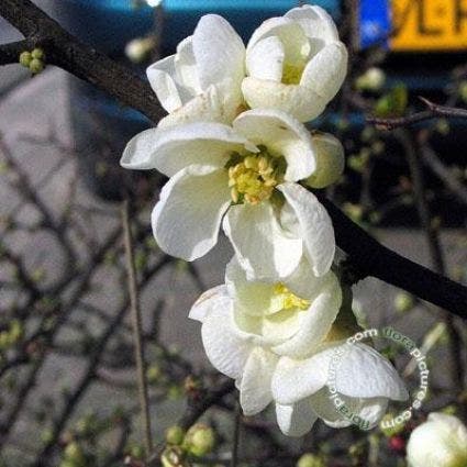 Japanse Kwee (Chaenomeles Superba 'Jet Trail')
