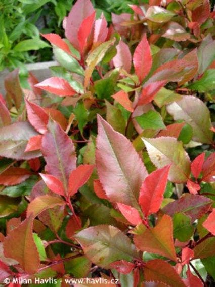 Glansmispel Op Stam (Photinia Fraseri 'Little Red Robin')