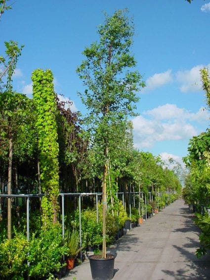 Eucalyptus Als Boom (Eucalyptus Gunnii)