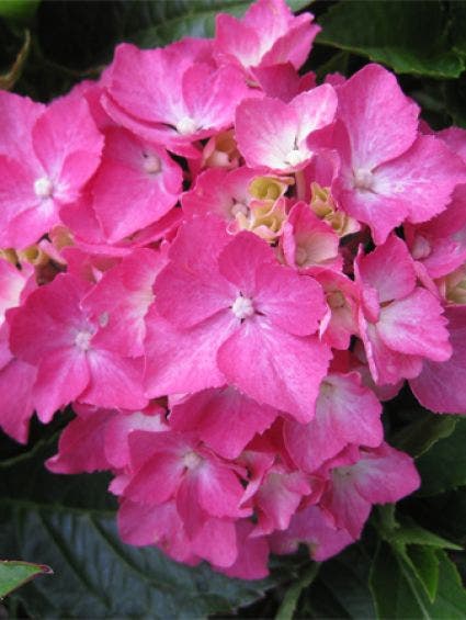 Hortensia (Hydrangea Macrophylla 'Pia')