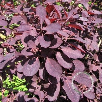 Pruikenboom Op Stam (Cotinus Coggygria 'Royal Purple' )
