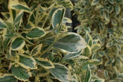 Kardinaalshoed Als Pyramide (Euonymus Japonicus 'Bravo')