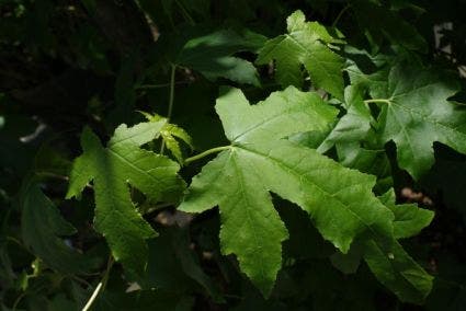 Amberboom (Liquidambar Styraciflua 'Worplesdon')