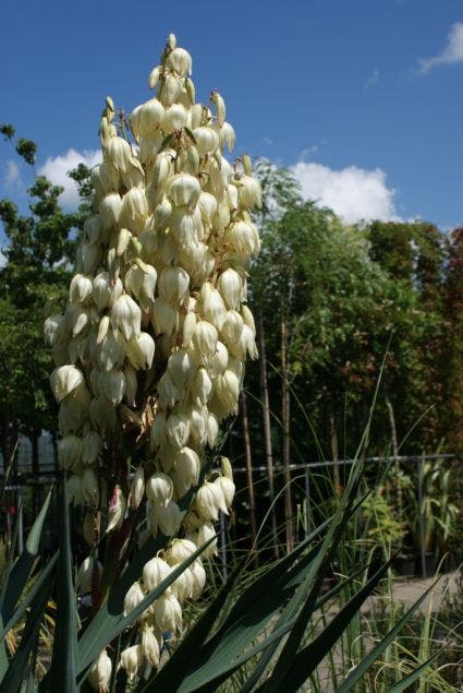Palmlelie (Yucca Gloriosa)