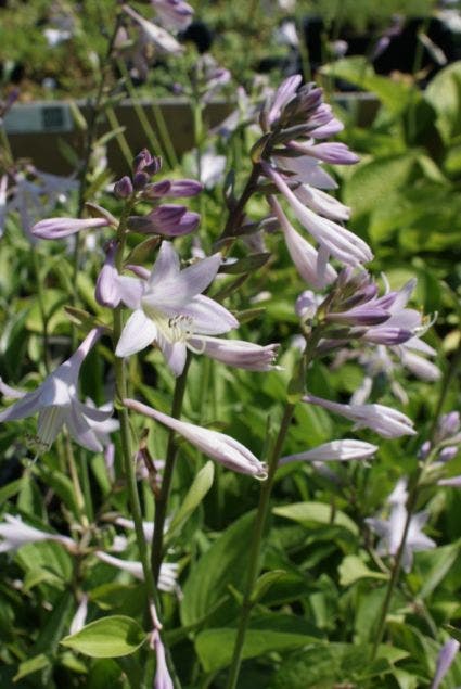 Hartlelie (Hosta 'Fortunei Hyacinthina')