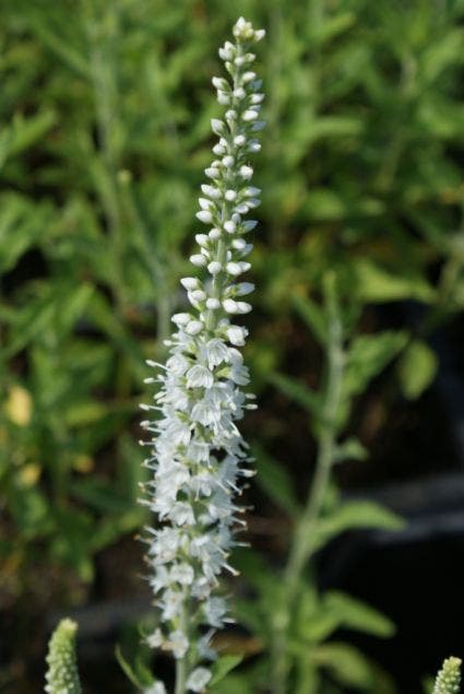 Ereprijs (Veronica Spicata 'Icicle')
