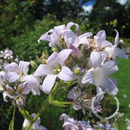 Klokje (Campanula Lactiflora 'Pouffe')