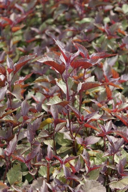 Leverkruid (Eupatorium Rugosum 'Chocolate') BIO
