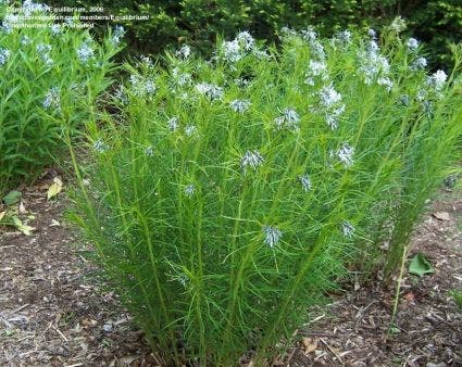 Blauwe Ster (Amsonia Hubrichtii)