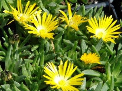 IJsbloem (Delosperma Congestum)