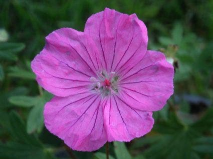 Ooievaarsbek (Geranium Sanguineum 'Ankum's Pride')