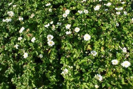 Anemoon (Anemone 'Whirlwind')