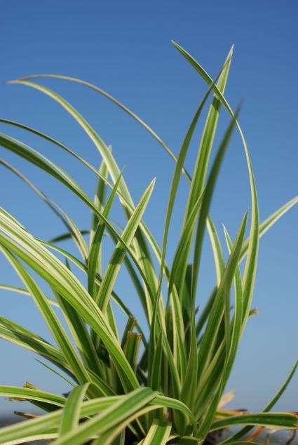 Zegge (Carex Morrowii 'Ice Dance') BIO