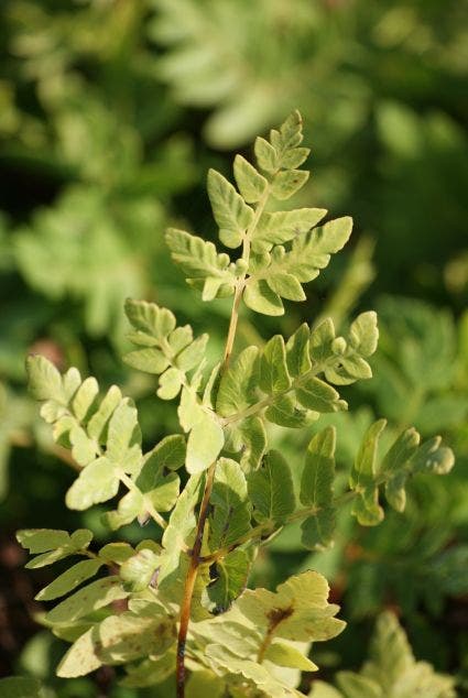 Koningsvaren (Osmunda Regalis)