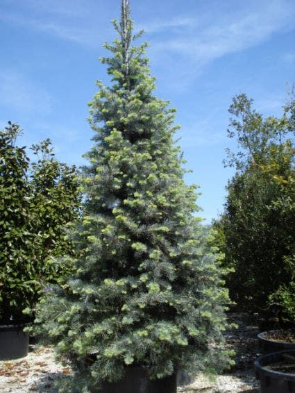 Colorado Zilverspar (Abies Concolor)