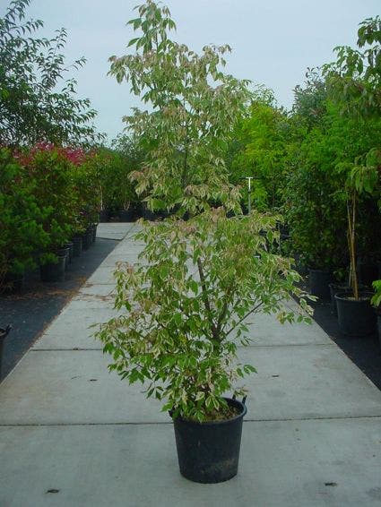 Vederesdoorn (Acer Negundo 'Flamingo')