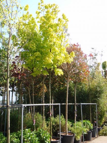 Noorse Esdoorn (Acer Platanoides 'Princeton Gold')