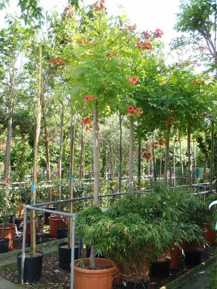 Trompetbloem Als Boom (Campsis Tagliabuana 'Mme Galen')