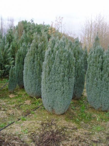 Cypres (Chamaecyparis Lawsoniana 'Ellwoodii')
