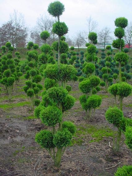 Cupressocyparis Als Bonsai (Cupressocyparis Leylandii 'Gold Rider')
