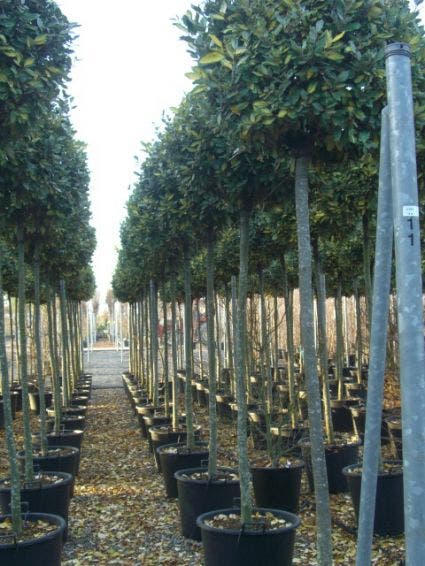 Olijfwilg Als Boom (Elaeagnus Pungens 'Maculata')