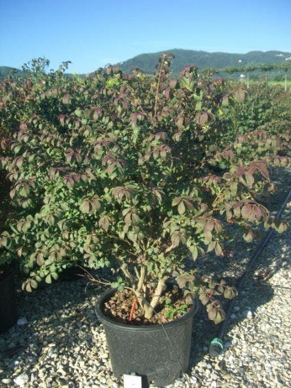 Kardinaalshoed (Euonymus Alatus 'Compactus')