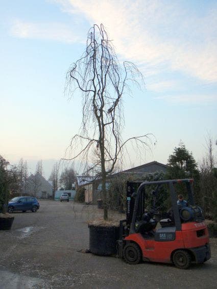 Treurbeuk (Fagus Sylvatica 'Pendula')