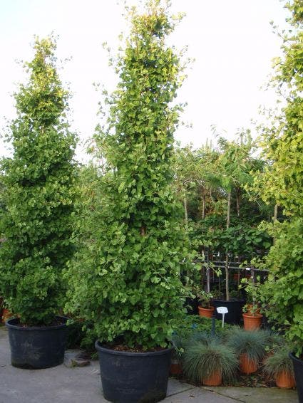 Japanse Noteboom Als Zuilboom (Ginkgo Biloba 'Fastigiata Blagon')