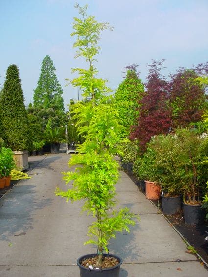 Geelbladige Christusdoorn Als Struik (Gleditsia Triacanthos 'Sunburst')