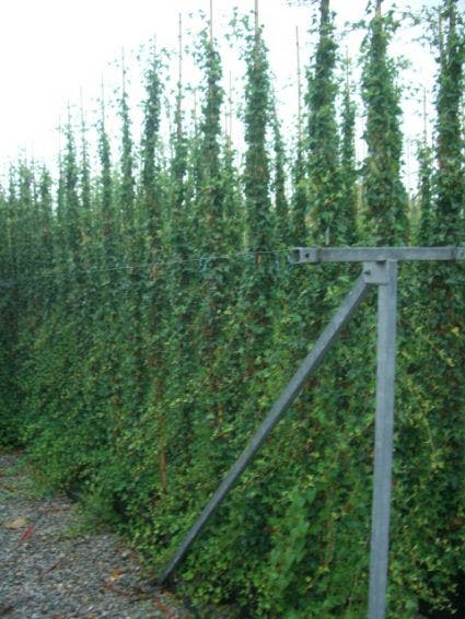 Kleinbladige Klimop (Hedera Helix)